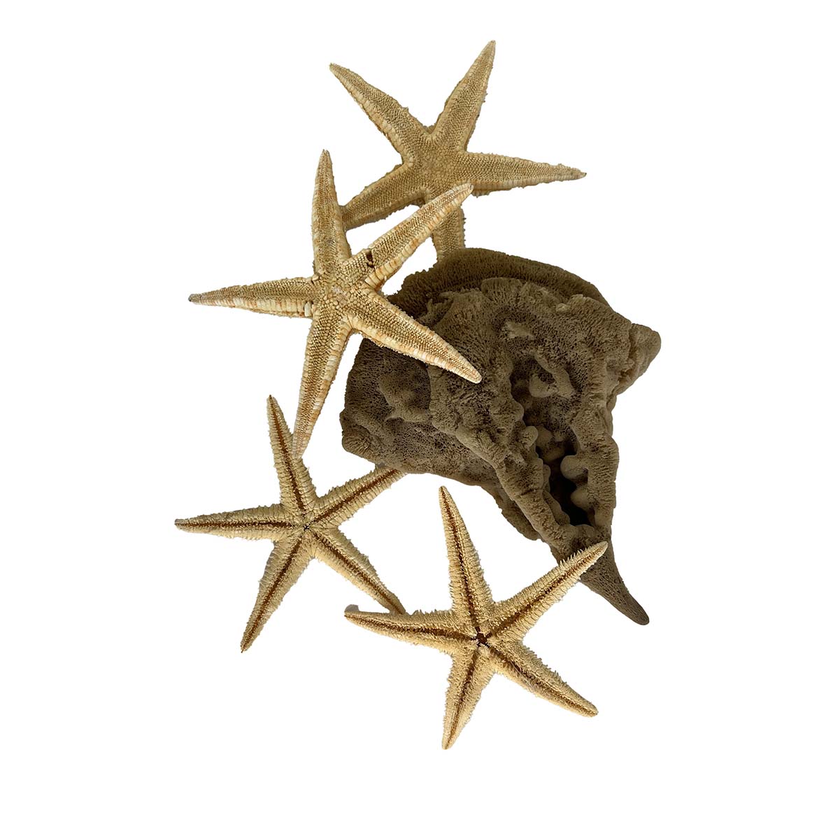 Coral & Starfish Set