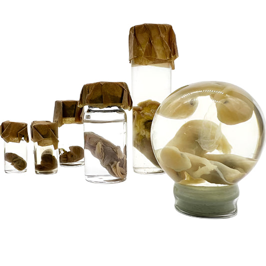 Small Wet Specimen Jar - Set of 7
