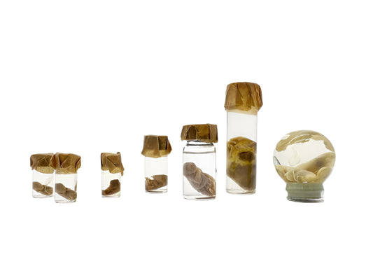 Small Wet Specimen Jar - Set of 7