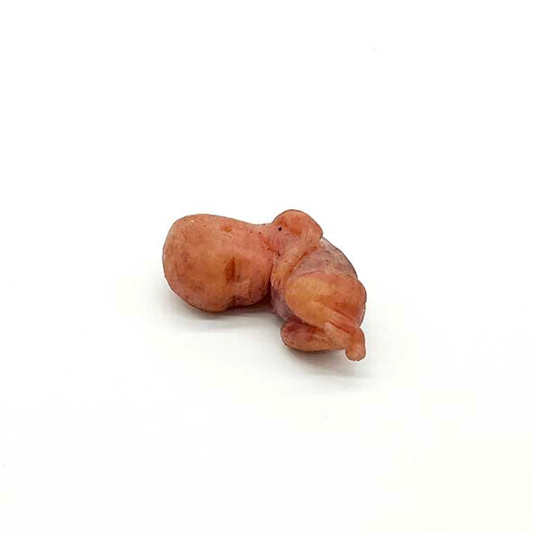 Silicone Fetus' - Various Gestations (9 - 21 Weeks)