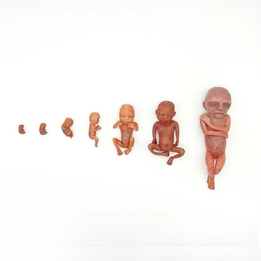 Silicone Fetus' - Various Gestations (9 - 21 Weeks)