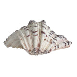 Tridacna Clam Shell