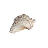 Tridacna Clam Shell