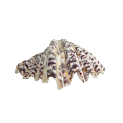 Tridacna Clam Shell