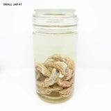 Range of Wet Specimen Jars