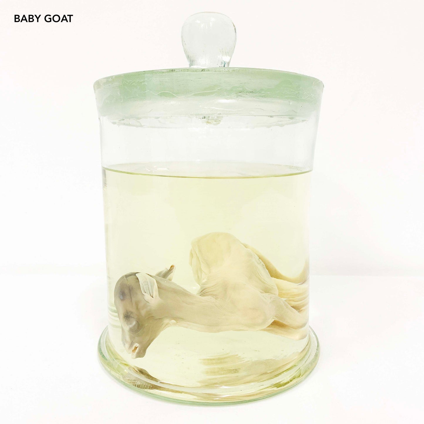 Range of Wet Specimen Jars