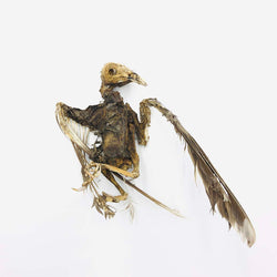 Complete Bird Skeleton