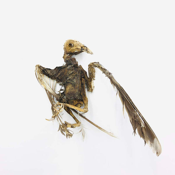 Complete Bird Skeleton