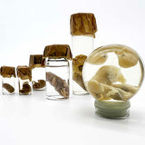 Small Wet Specimen Jar - Set of 7