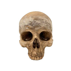 Aged Human Skull Model