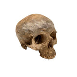 Aged Human Skull Model