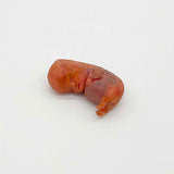 Silicone Fetus' - Various Gestations (9 - 21 Weeks)
