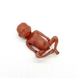 Silicone Fetus' - Various Gestations (9 - 21 Weeks)